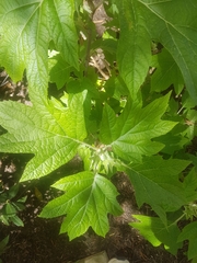 Hydrangea