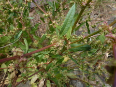 Rumex pulcher pulcher