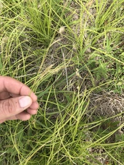 Carex cherokeensis