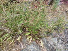 Rumex pulcher pulcher