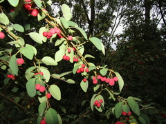 Cotoneaster multiflorus