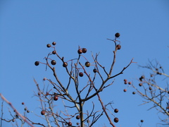Crataegus dsungarica