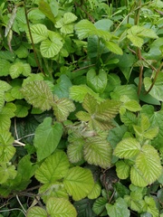 Rubus fruticosus