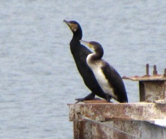 Phalacrocorax carbo