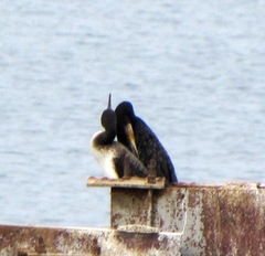 Phalacrocorax carbo