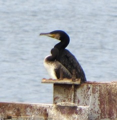 Phalacrocorax carbo