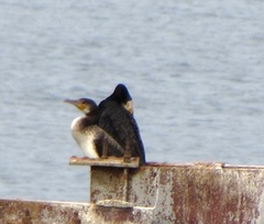 Phalacrocorax carbo