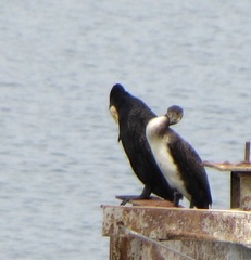 Phalacrocorax carbo