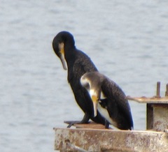Phalacrocorax carbo