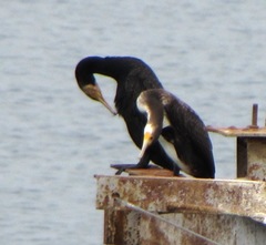 Phalacrocorax carbo