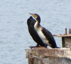 Phalacrocorax carbo