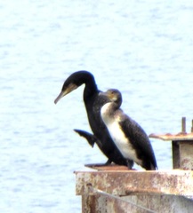 Phalacrocorax carbo