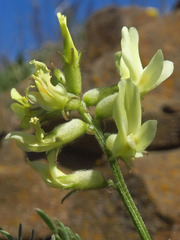 Astragalus reventiformis