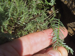 Astragalus reventiformis