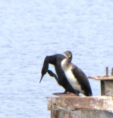 Phalacrocorax carbo