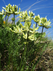 Astragalus reventiformis