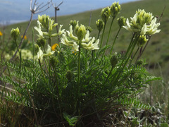 Astragalus reventiformis