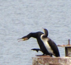 Phalacrocorax carbo