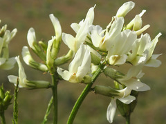 Astragalus reventiformis