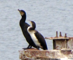 Phalacrocorax carbo