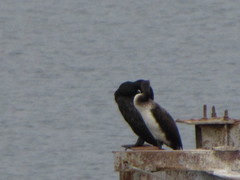 Phalacrocorax carbo