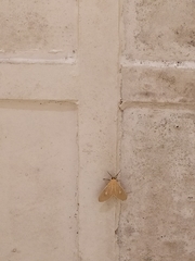 Asota producta