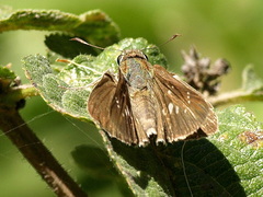 Pelopidas lyelli