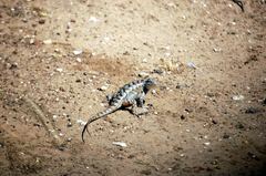 Sceloporus olivaceus