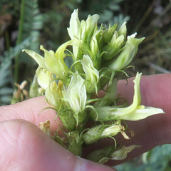 Astragalus hoodianus