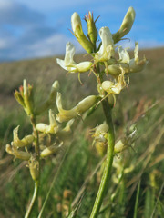 Astragalus hoodianus