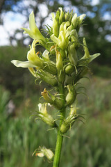 Astragalus hoodianus