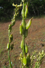Astragalus hoodianus