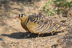 Pterocles indicus