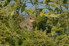 Hypocolius ampelinus