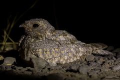 Caprimulgus mahrattensis