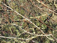 Crataegus dsungarica