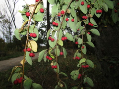 Cotoneaster multiflorus