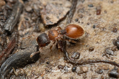Meranoplus froggatti