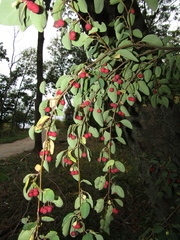 Cotoneaster multiflorus