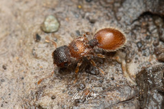 Meranoplus froggatti