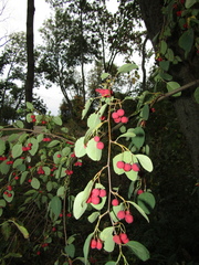 Cotoneaster multiflorus
