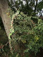 Cotoneaster multiflorus