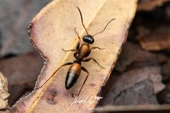 Opisthopsis picta