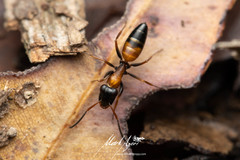 Opisthopsis picta