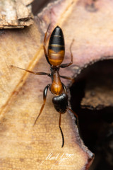 Opisthopsis picta