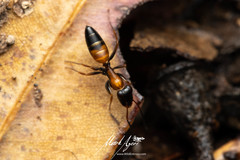Opisthopsis picta
