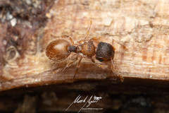 Meranoplus froggatti