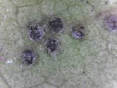 Euthoracaphis umbellulariae