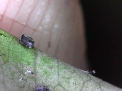 Euthoracaphis umbellulariae