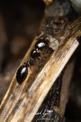 Monomorium sydneyense